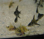 sand bottom fish tank